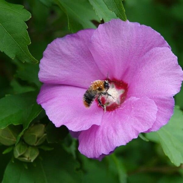 Hibiscus syriacus Kwiat