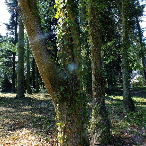 Acer macrophyllum Žievė