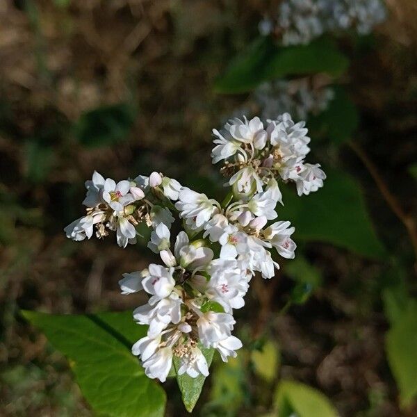 Fagopyrum esculentum Blomst