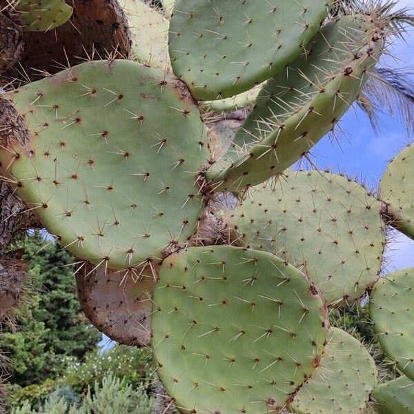 Opuntia robusta Leaf