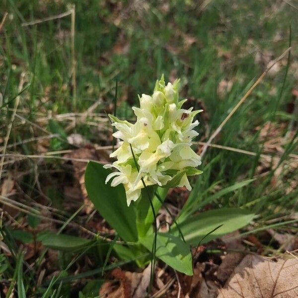 Dactylorhiza sambucina Flower