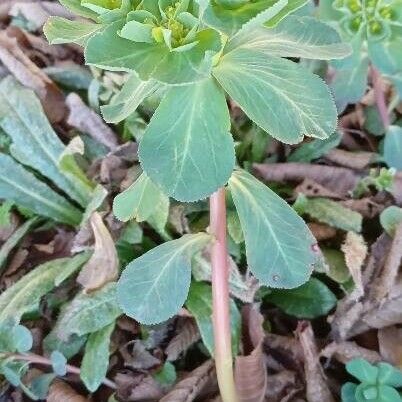 Euphorbia helioscopia 整株植物