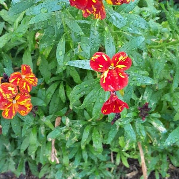 Erysimum × cheiri Elinympäristö