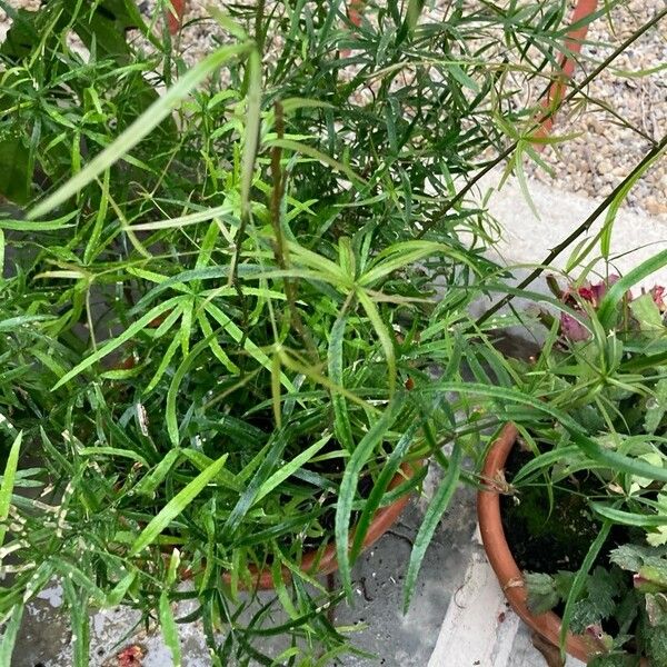 Asparagus falcatus Leaf