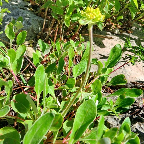 Eriogonum umbellatum Φύλλο