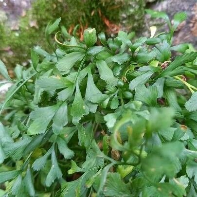 Asplenium ruta-muraria List