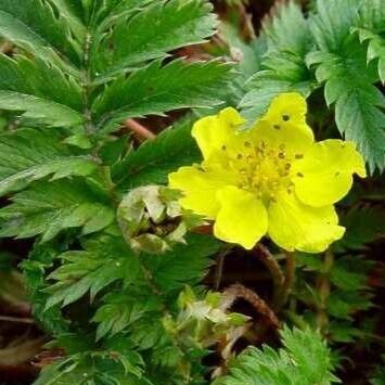 Argentina anserina Flower