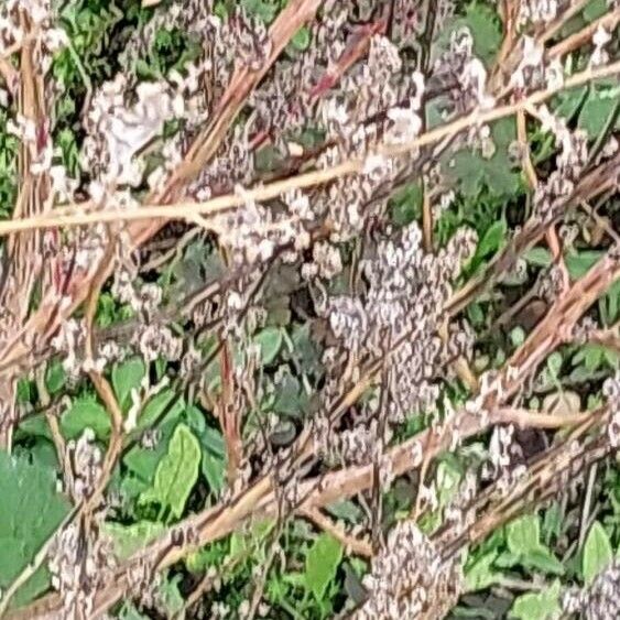 Chenopodium ficifolium पत्ता