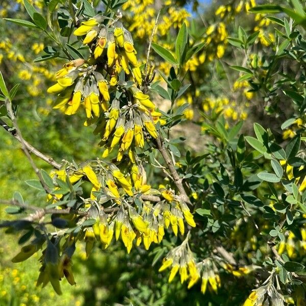 Anagyris foetida Virág