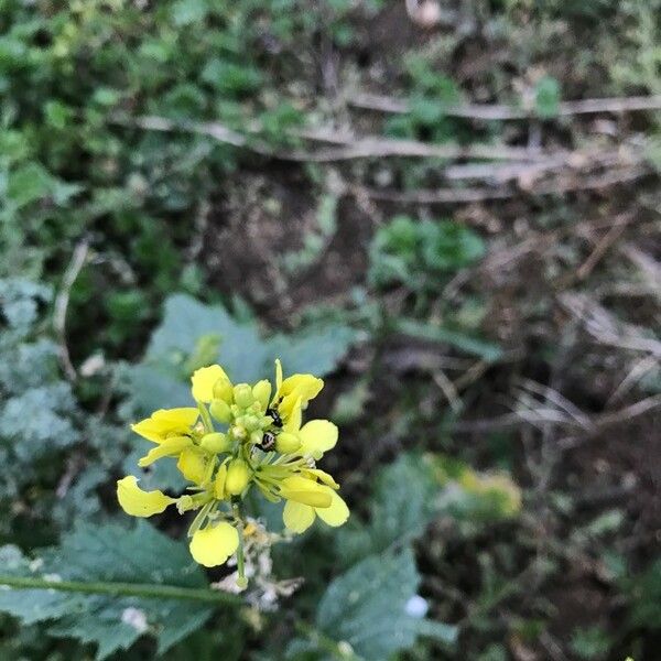 Sinapis arvensis Flor