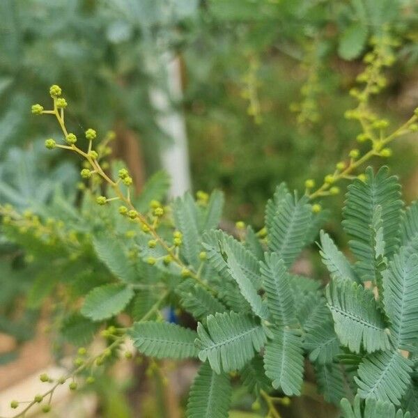 Acacia baileyana 葉