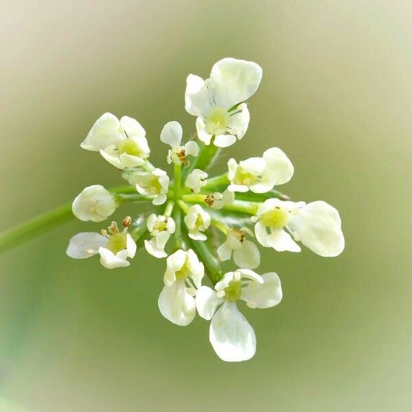 Chaerophyllum bulbosum Fleur