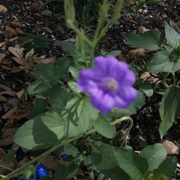 Ruellia nudiflora Flor