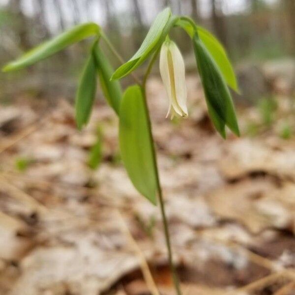 Uvularia sessilifolia ᱵᱟᱦᱟ