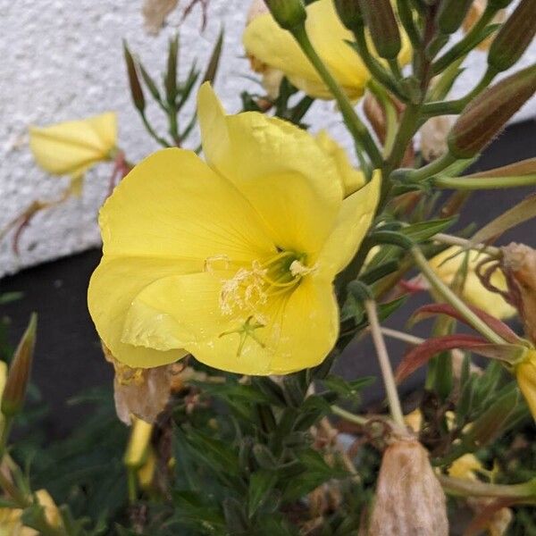 Oenothera glazioviana Flor