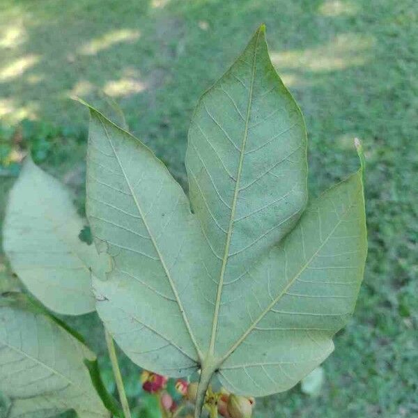 Sterculia apetala Levél