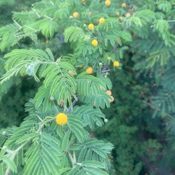 Vachellia macracantha 花