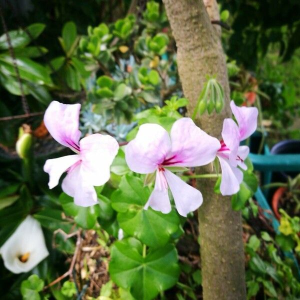 Pelargonium peltatum Cvet