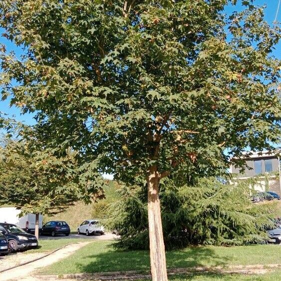 Acer cappadocicum Hábito