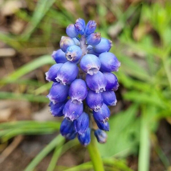 Muscari botryoides Flower