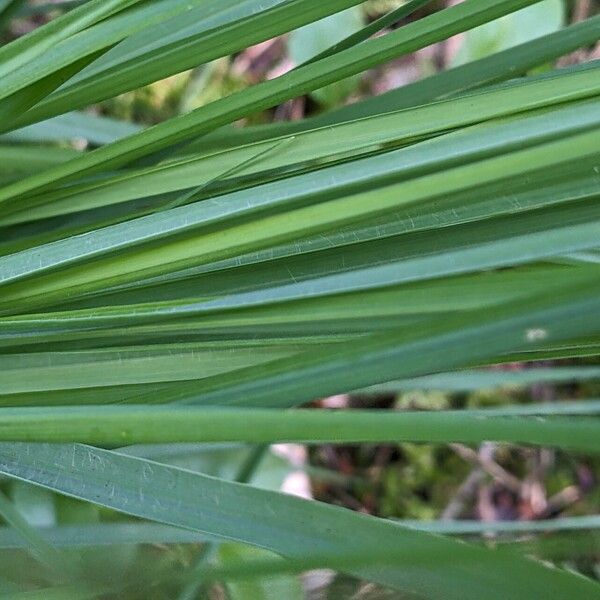 Molinia caerulea Φύλλο