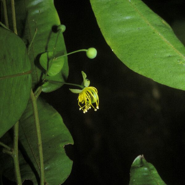 Swartzia arborescens Fleur