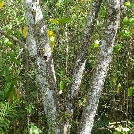 Guazuma ulmifolia Coajă