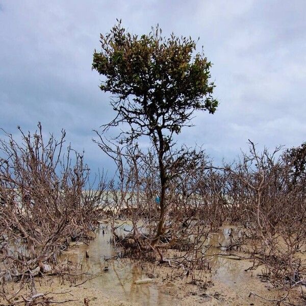 Avicennia marina 整株植物