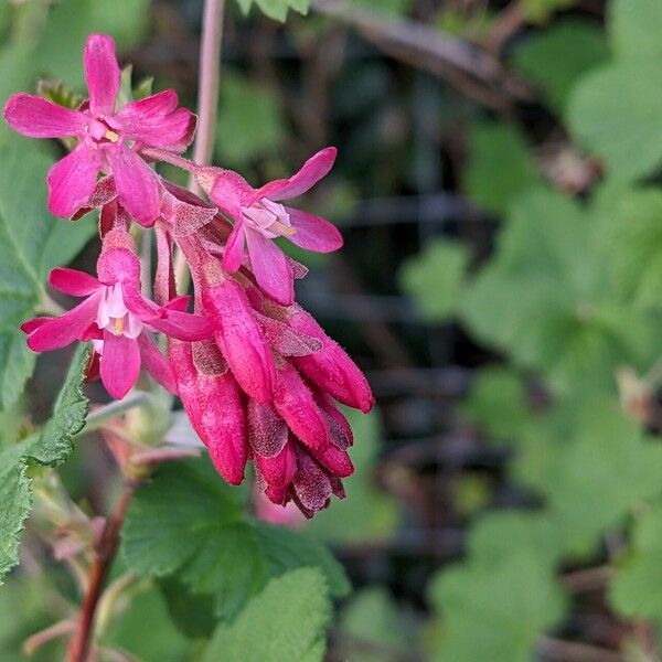 Ribes sanguineum Flor