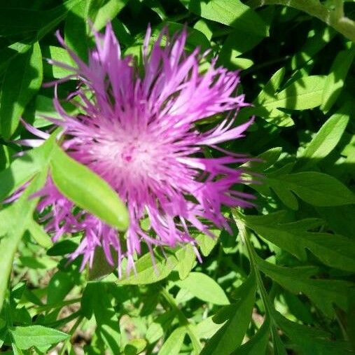 Centaurea cheiranthifolia Blodyn