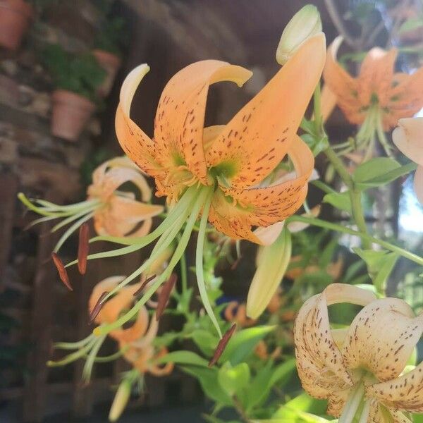 Lilium henryi Floare