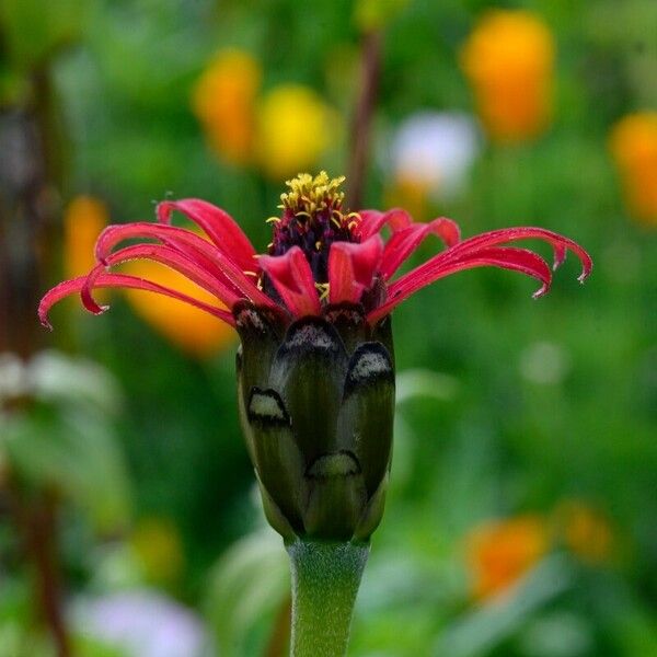 Zinnia peruviana Fiore