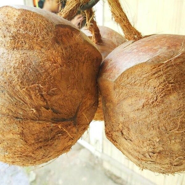 Cocos nucifera Meyve