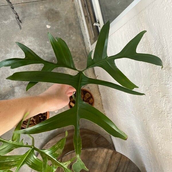 Philodendron pedatum Feuille