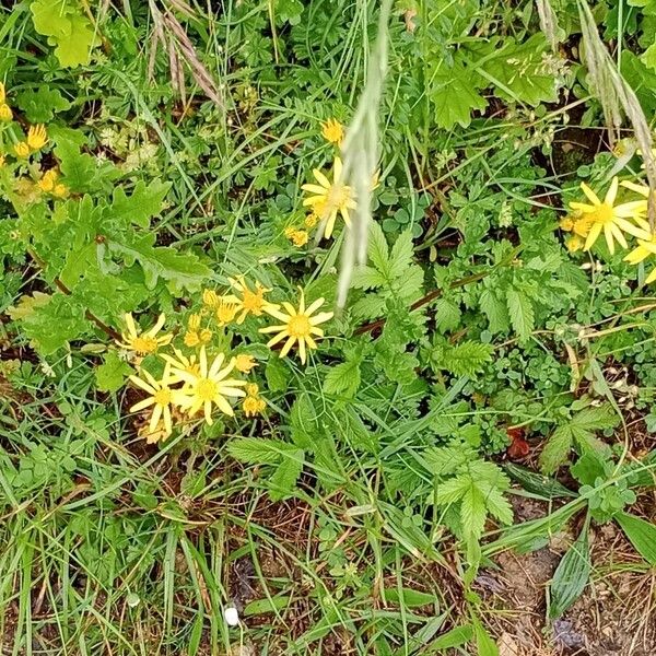 Jacobaea aquatica Hábitos