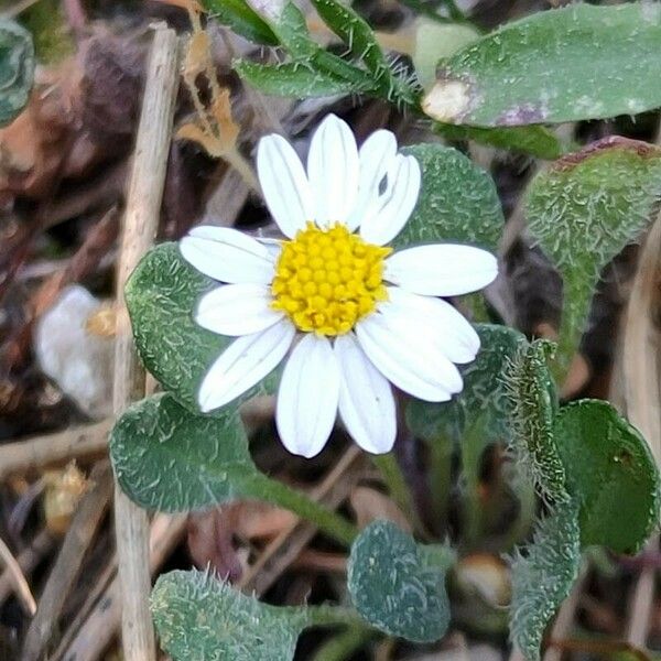 Bellium bellidioides Blüte