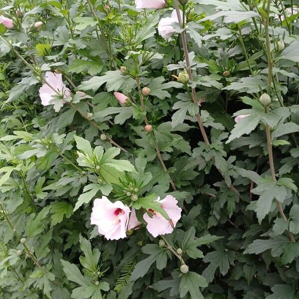 Hibiscus syriacus Συνήθη χαρακτηριστικά