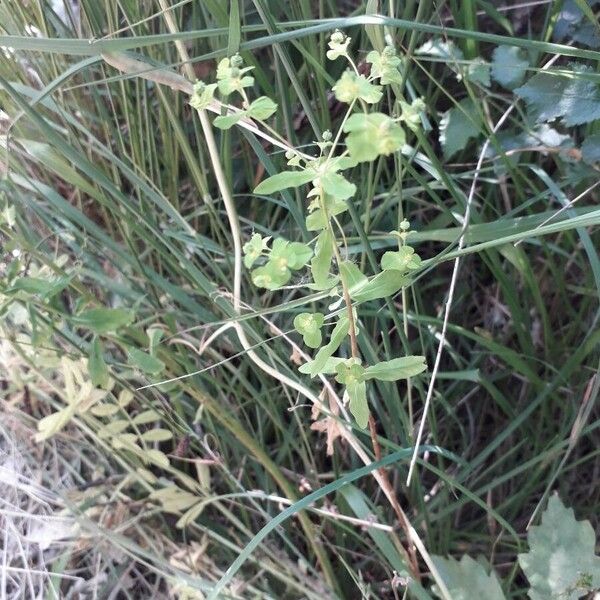 Euphorbia platyphyllos Celota