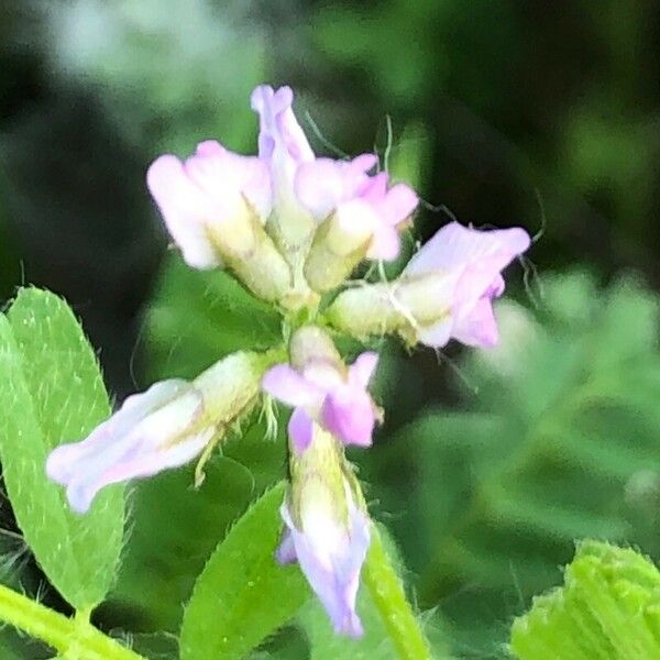 Biserrula pelecinus Flower