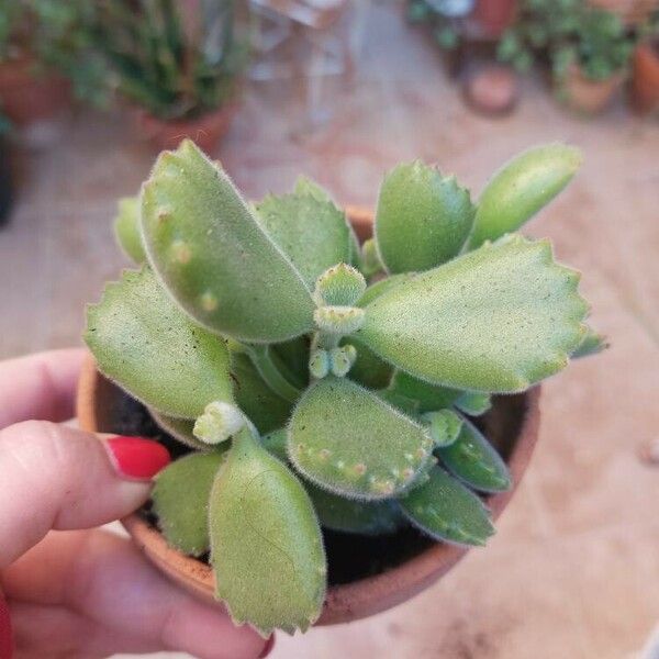 Cotyledon tomentosa Leaf