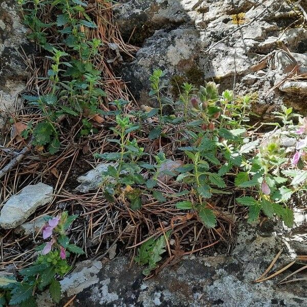 Teucrium chamaedrys عادت داشتن