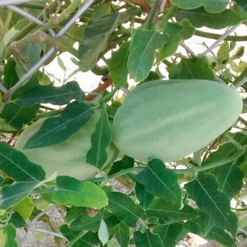 Araujia sericifera Fruit