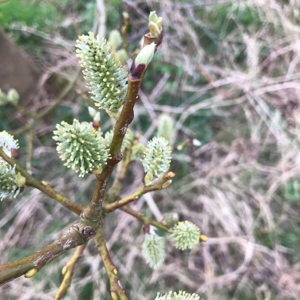 Salix atrocinerea Flower