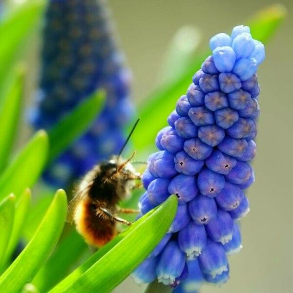 Muscari armeniacum Blomst