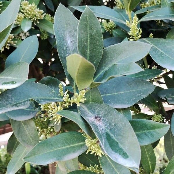 Acokanthera oblongifolia पत्ता