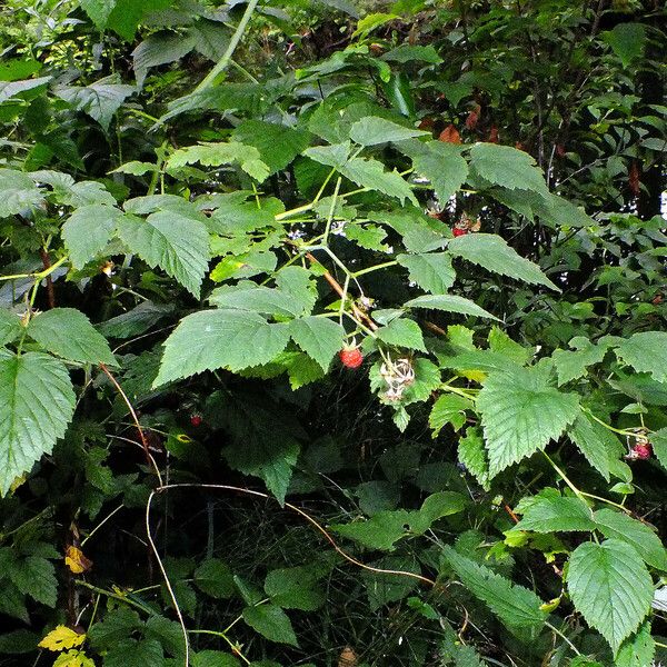 Rubus idaeus Habit