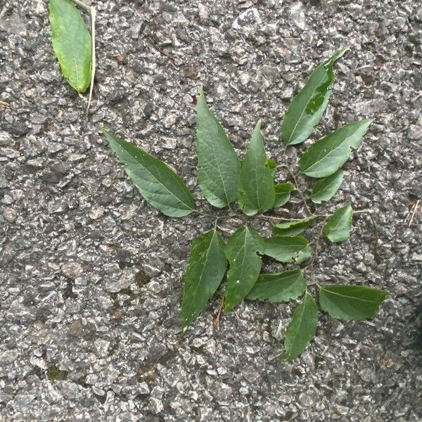 Celtis laevigata 葉