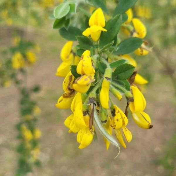 Cytisus villosus Blodyn