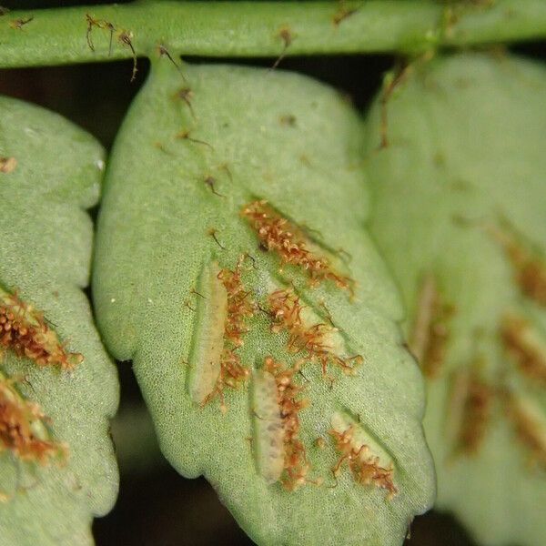 Asplenium barteri Blatt