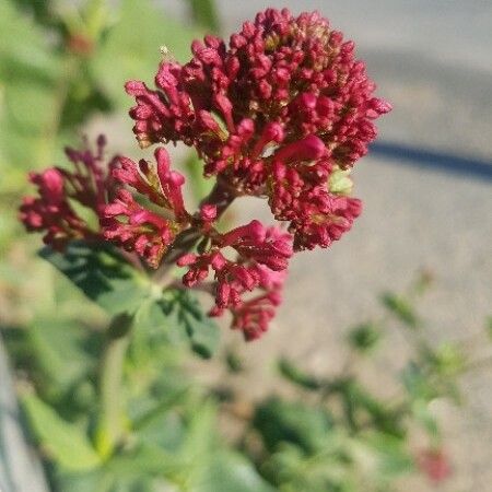 Valeriana rubra Цвят